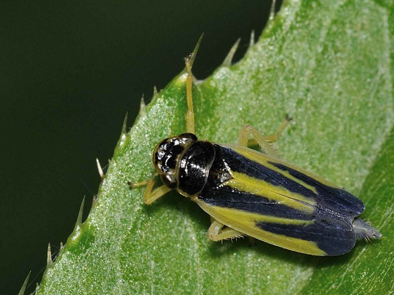 Cicadellinae - Evacanthus interruptus
